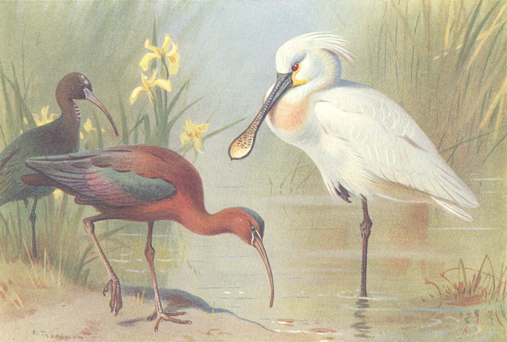 BRITISH BIRDS. Glossy Ibis (adult and Immature) ; Spoonbill. THORBURN 1926